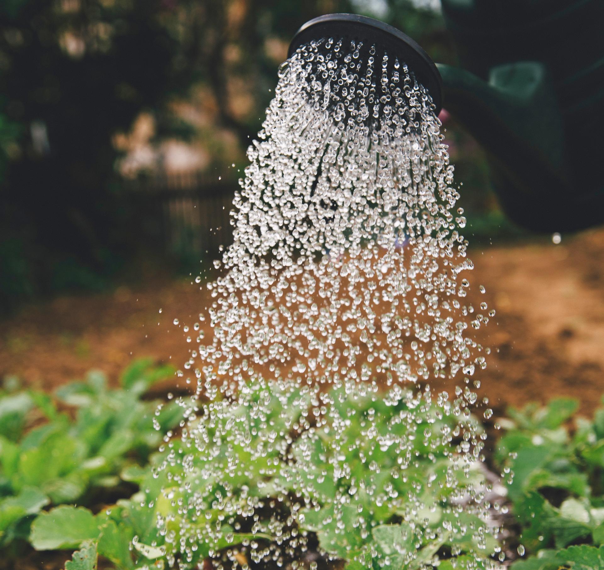 Water falling from watering can onto vegetable seedlings